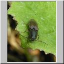 Athous haemorrhoidalis - Schnellkaefer 02.jpg